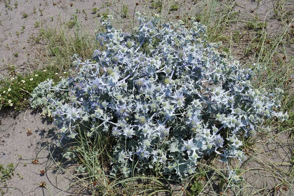 Planta Inflorescências Mar Eryngo Eryngium Maritimum Apiaceae — Fotografia de Stock