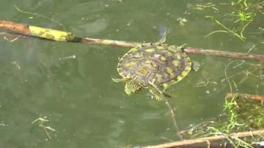 Küçük kırmızı kulaklı sürgücü gölün kenarındaki bitki örtüsü arasında yüzer.