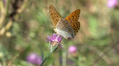 Gümüş renginde fırfırlı kelebek küçük pembe bir çiçekle beslenir, Argynnis paphia, Nymphalidae