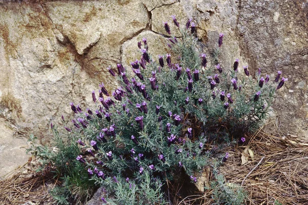 Buske Full Blom Fransk Lavendel Elba Island Italien Lavandula Stoechas — Stockfoto