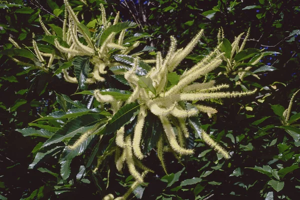 Соцветия Каштановые Деревья Кексы Полном Расцвете Castanea Sativa Fagaceae — стоковое фото