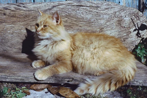 Evropská Domácí Kočka Krčící Staré Dřevěné Lavičce — Stock fotografie