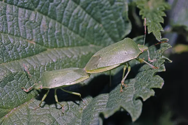 green shield bugs in mating on a leaf, Palomena prasina, Pentatomidae