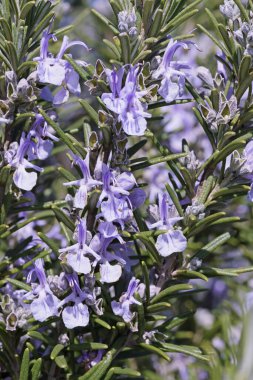 Salvia Rosmarinus, Rosmarinus officinalis, Lamiacea 'daki biberiye bitkisinin ayrıntıları.