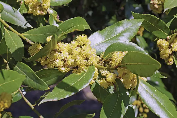 Bir defne dalının ayrıntıları, yapraklar ve çiçekler, Laurus nobilis, Lauraceae