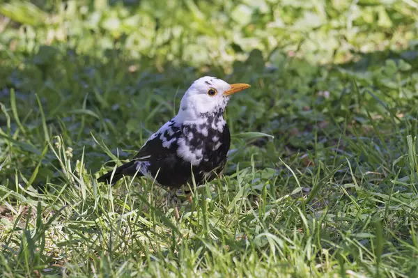 Kısmi albinizm, Turdus merula merula, Turdida tarafından karakterize edilen erkek karatavuk örneği