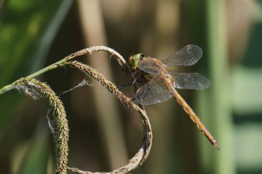 dragonfly, male specimen of green-eyed hawker or norfolk hawker; Aeshna isoceles; Aeshnidae clipart
