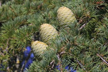 female cone and leaves of himalayan cedar, Cedrus deodara, Pinaceae clipart