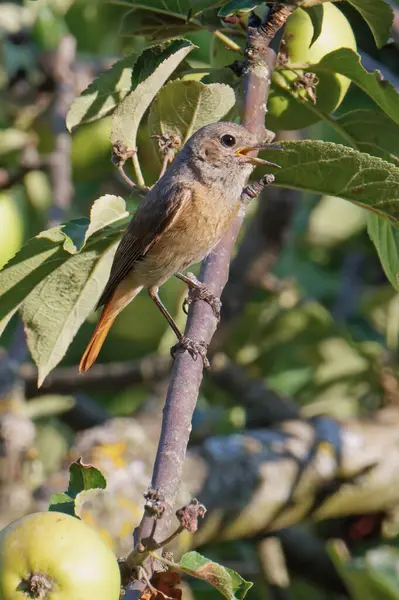 stock image female specimen of black redstart while sings resting on a branc