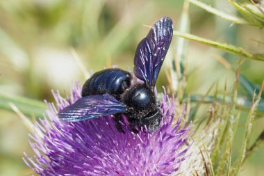 Menekşe marangoz arısı örnekleri, devedikeni, Xylocopa ihlali, Apidae çiçeğiyle polenleri besler..