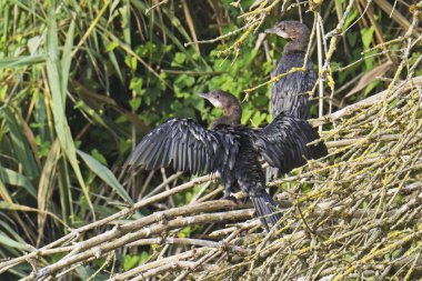 cormorant dries its plumage in the sun in the characteristic open-winged position resting on the branches of a dry plant clipart