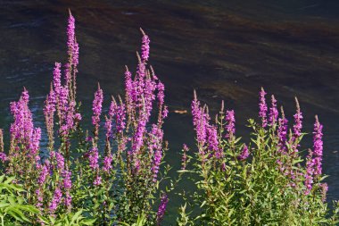 plants of purple loosestrife or spiked loosestrife in bloom on the shore of a small river, Lythrum salicaria; Lythraceae; clipart