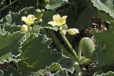 squirting cucumber plant, fruits, leaves and flowers, detail, Ecballium elaterium; Cucurbitaceae clipart