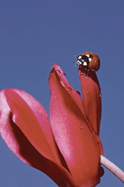 common ladybug, Coccinella septempunctata,  resting on a flower of persian cyclamen, Cyclamen persicum,   against a blue background clipart