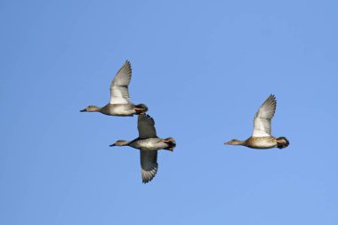 Mareca Strepera, yani Anatidae adında iki erkek ve bir dişi gadwall uçuyor.