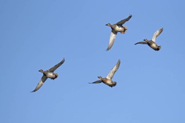 small flock of gadwalls in flight,  Mareca strepera; Anatidae clipart