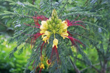 detail of the inflorescece of bird of paradise, Caesalpinia gilliesii; Poinciana gilliesii; Fabacea clipart