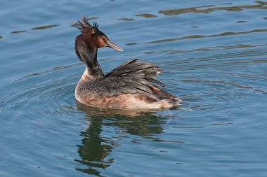 great crested grebe in a little lake during morning toilet, Podiceps cristatus, Podicipedidae clipart