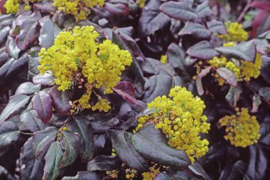 detail of a plant in full bloom  of  Oregon grape or  holly-leaved barberry , Berberis aquifolium,  Berberidacea clipart