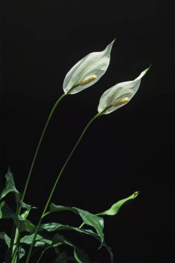 Nilüfer çiçeğinin karanlık bir arka planında iki cilt bakımı, Spathiphyllum wallisii, Aracea