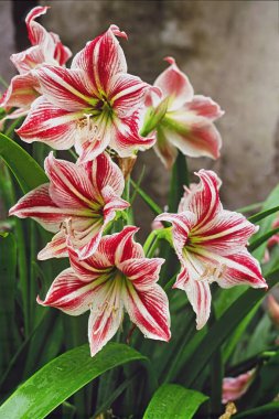 amarillis hippeastrum, çiçek açmış bitki, Hippeastrum sisi x Papilio; Amaryllidacea