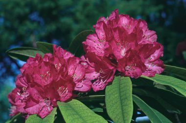 Çiçek ve Yapraklar, Rododendron arboryumu, Ericacea 'nın ayrıntıları.