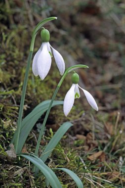 Çiçek açan yaygın kar damlası bitkileri, Galanthus nivalis, Amaryllidaceae