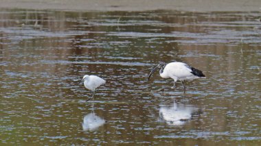biraz balıkçıl, egretta garzetta; ardeidae ve Afrikalı kutsal Ibis Threskiornis aethiopicus; Threskiornithidae, bir pon 'un sığ sularında yiyecek arayan