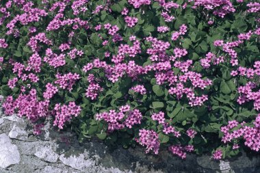 Pembe kuş sürüsü, Oxalis articulata, Oxalidacea