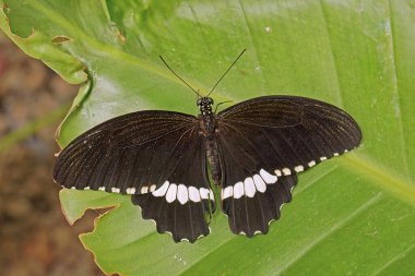 Mormon kelebeğinin erkek örneği, Papilio politleri, Papilionidae