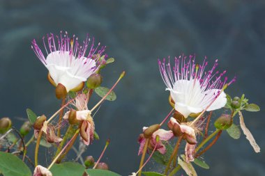 Capparacea, Capparis spinosa, Capparacea 'nın çiçek detayı