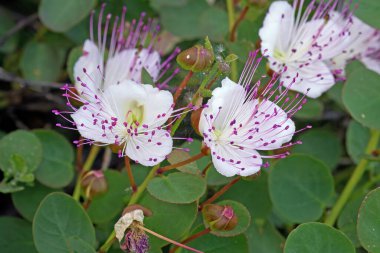 Kapari çalısı çiçekleri, yakın plan, CapParis spinosa, Capparacea