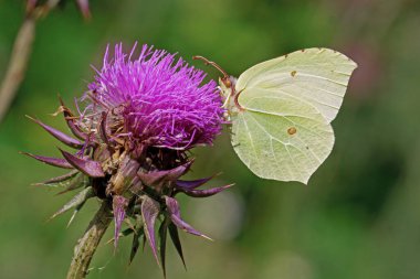 Kükürt kelebeği, Gonepteryx rhamni; Pieridae, bir süt devedikeni çiçeğinin nektarını emerken, Silybum marianum; Asteraceae