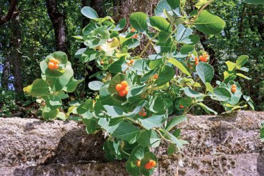 Olgun ve olgunlaşmamış meyveli hanımeli bitkisi, Lonicera Appxa Aiton, Caprifoliacea
