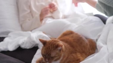 A cat in the house causes allergies in a child.