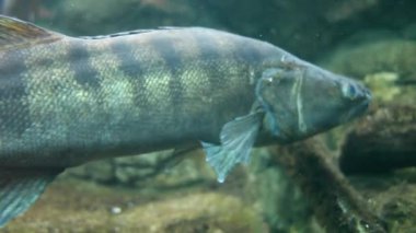 Su altı çekimlerinde büyük zander.
