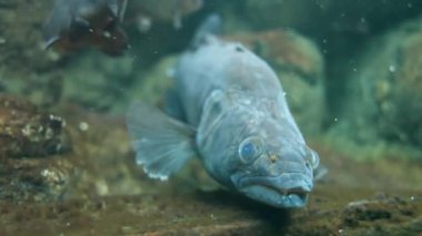 Su altı çekimlerinde büyük zander.