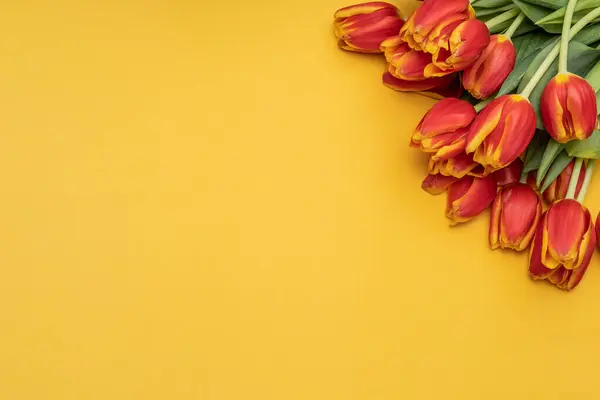 Csokor Gyönyörű Tulipánok Sárga Alapon Stock Kép
