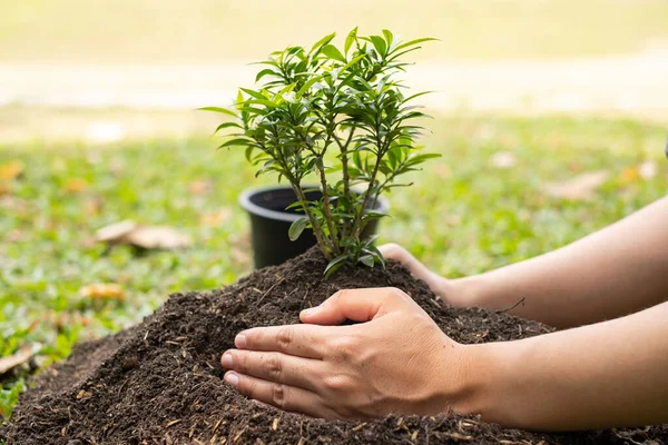 若い男の手は 成長している植物の世話をして 肥沃な地面に若い苗を植えます 自然を守る世界環境デーのコンセプト — ストック写真