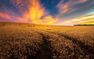 Macaristan 'ın Pannonhalma şehrinde gün batımında olgunlaşmış altın buğday tarlası..