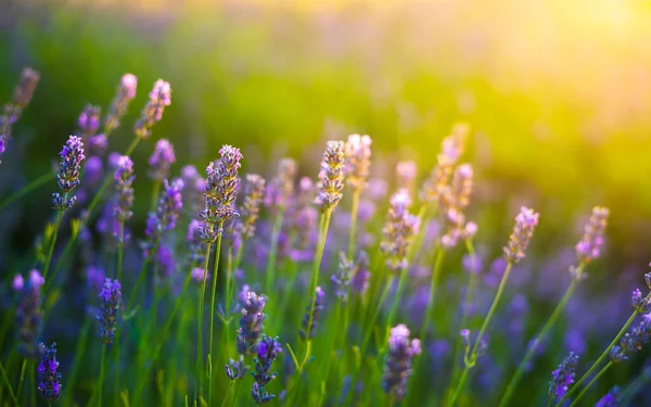 Lavender bushes closeup on sunset. Sunset gleam over purple flowers of lavender. Pannonhalma, Hungary