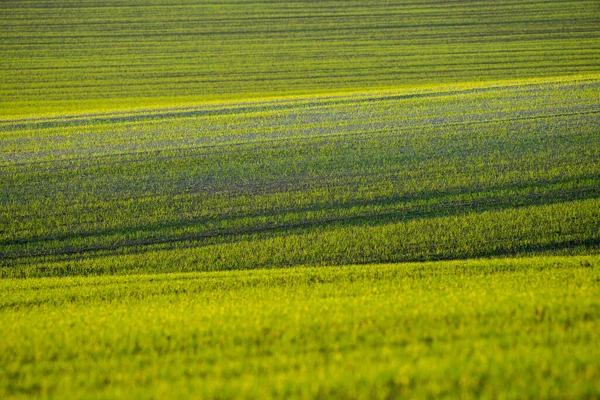 Fiatal Búzanövények Nőnek Mezőn Növénysorok Mezőgazdaság Mezőgazdasági Területek Magyarországon — Stock Fotó