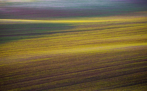 Jonge Tarweplanten Groeien Het Veld Plantaardige Rijen Landbouw Landbouwgrond Hongarije — Stockfoto