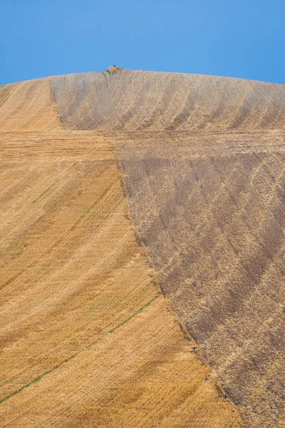 Weizenstoppeln Auf Dem Abschüssigen Feld Nach Der Ernte Sommer Der — Stockfoto