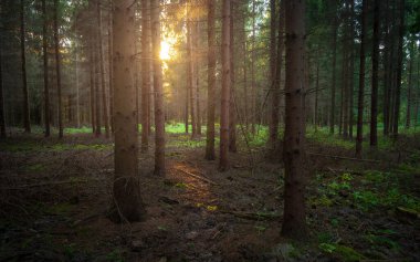 Macaristan 'ın Bakony Dağı' nda sabah güneşli Sonbahar Çam Ormanı.