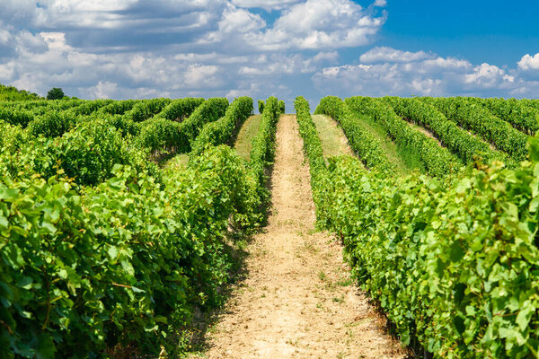 Vines in a rows. Vineyard landscape with beautiful clouds and blue sky in the summer. Pannonhalma Wine Region in Hungary.