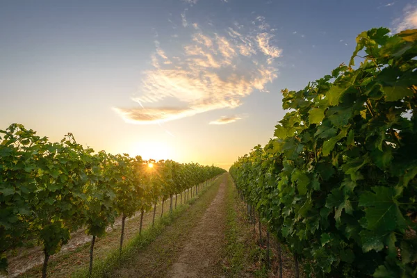 Vignobles Saison Estivale Coucher Soleil Vignes Rangs Région Viticole Pannonhalma Image En Vente