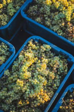 Yeşil asma üzüm. Hasat sandığında şarap yapmak için üzüm. Sonbaharda bir bağda üzüm asmaları ayrıntılı görünümü, Macaristan