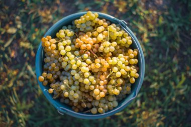 Üzüm bağındaki toplanma sırasında bir kova üzüm. Hasat mevsiminde, Macaristan 'da, kovada üzüm bağları