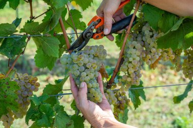 Şarap tüccarı üzümleri hasat eder. Üzüm bağındaki şarap üreticisinin ellerinde beyaz üzümler. Macaristan 'da zengin hasat.